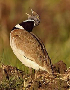 tagus-international-national-park-little-bustard-habitat-fundacion-iberdrola-espana tagus-international-national-park-little-bustard-habitat-fundacion-iberdrola-espana