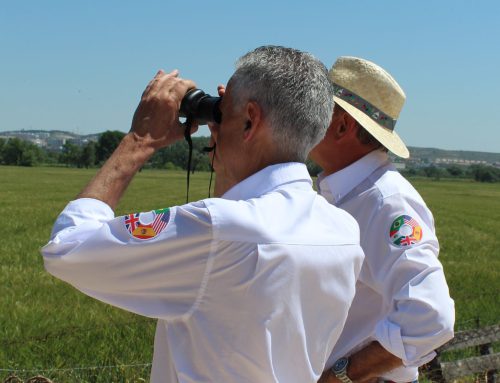 Iberdrola dedicates over 10 years to the study of the red kite in the Iberian Peninsula.