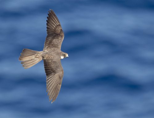 Presentation of the publication “Migration and spatial ecology of Spanish populations of Eleonora’s falcon”