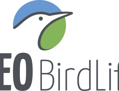 Fundación Iberdrola España y SEO/Birdlife se suman al Día Mundial de las Aves Migratorias