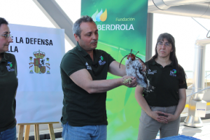 halcones-peregrinos-crian-madrid-fundacion-iberdrola-espana-19062018 halcones-peregrinos-crian-madrid-fundacion-iberdrola-espana-19062018