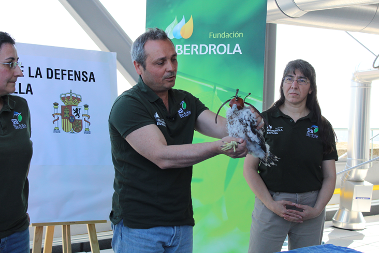 peregrine-falcons-raise-madrid-fundacion-iberdrola-espana-19062018