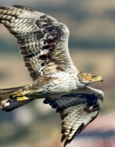 migracion-aves-fundacion-iberdrola-espana-2 migracion-aves-fundacion-iberdrola-espana-2