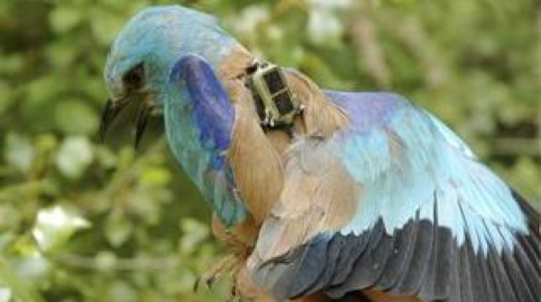 migracion-aves-fundacion-iberdrola-espana-4