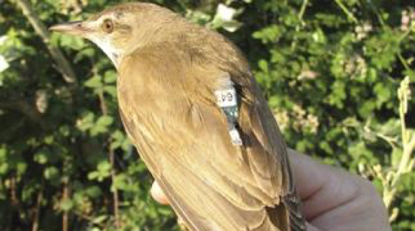 migracion-aves-fundacion-iberdrola-espana-5