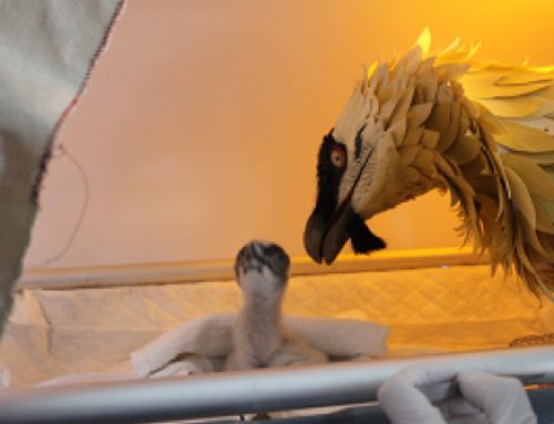 Bearded Vulture