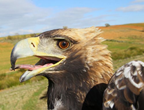 Reintroduction of the Spanish Imperial Eagle