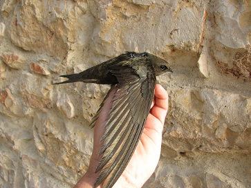 swifts-summer-birds-migratory-journey-africa-fundacion-iberdrola-espana-02062017